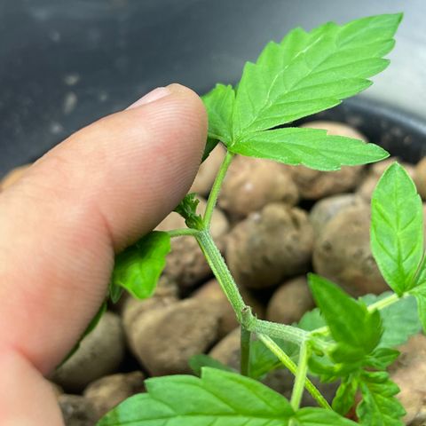 FBA001 growlog timeline photo