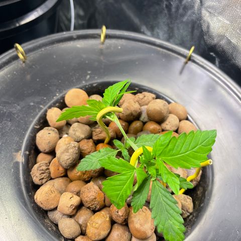 FBA001 growlog timeline photo