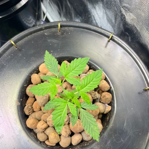FBA001 growlog timeline photo