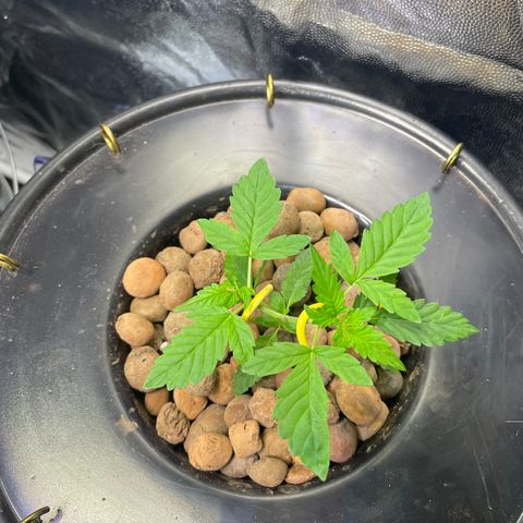 FBA001 growlog timeline photo