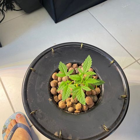 FBA001 growlog timeline photo