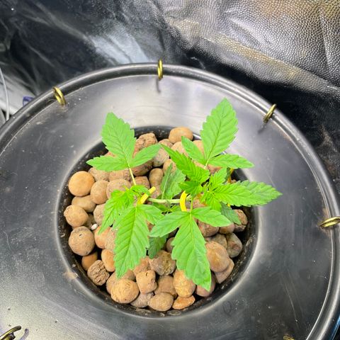FBA001 growlog timeline photo