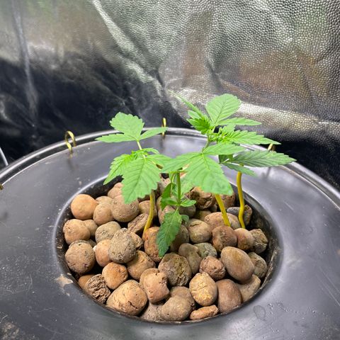 FBA001 growlog timeline photo