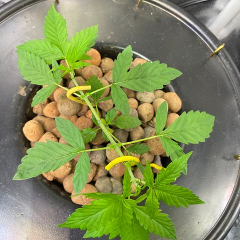 FBA001 growlog timeline photo