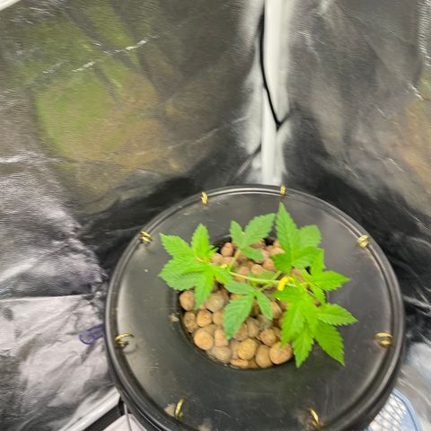 FBA001 growlog timeline photo