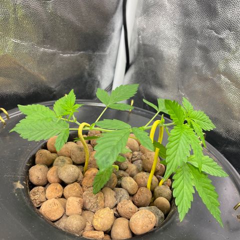 FBA001 growlog timeline photo