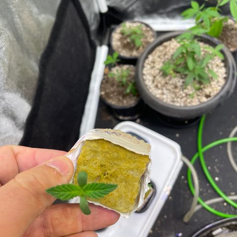 CPA001 growlog timeline photo