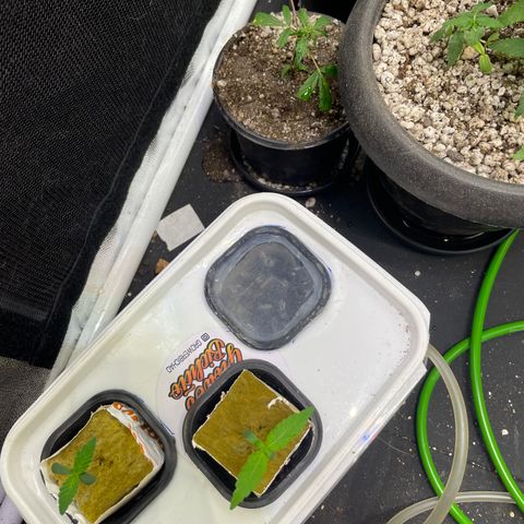CPA001 growlog timeline photo