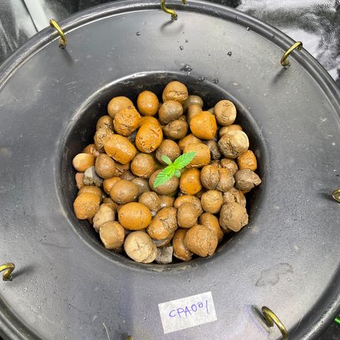CPA001 growlog timeline photo