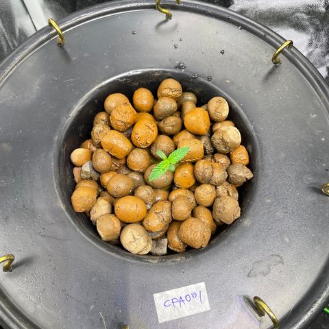 CPA001 growlog timeline photo