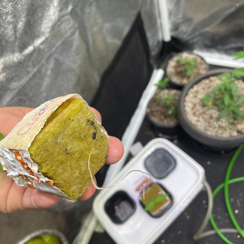 CPA001 growlog timeline photo