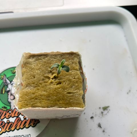 CPA001 growlog timeline photo