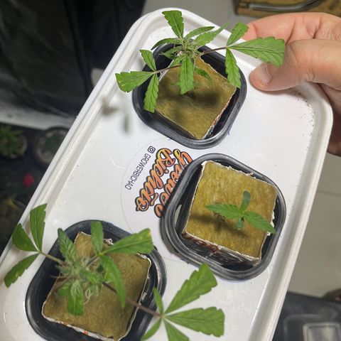 FBA002 growlog timeline photo