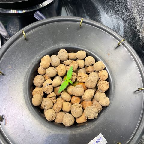 FBA002 growlog timeline photo