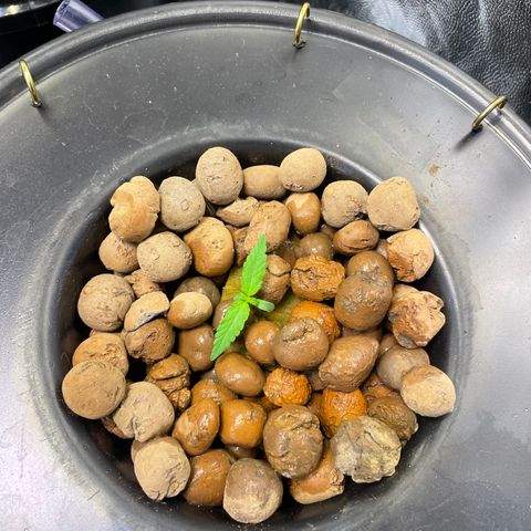 FBA002 growlog timeline photo