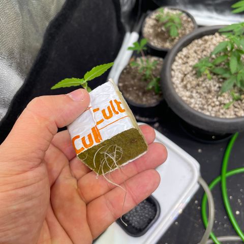 FBA002 growlog timeline photo