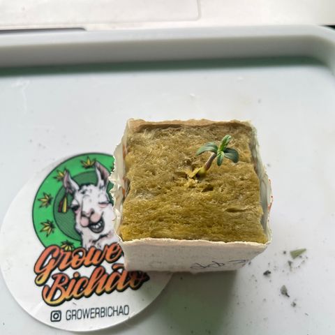 FBA002 growlog timeline photo