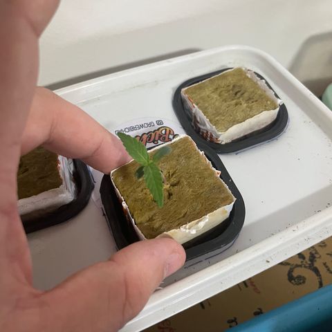 FBA002 growlog timeline photo