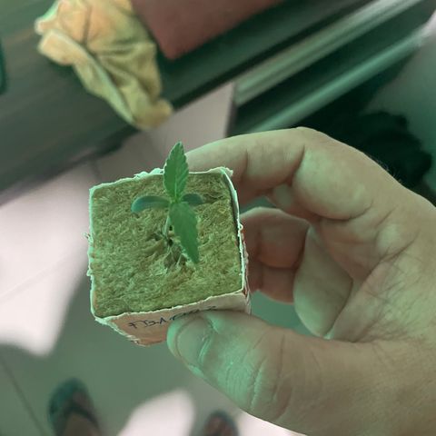 FBA002 growlog timeline photo