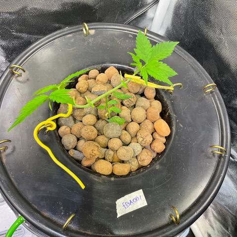 FBA001 growlog timeline photo