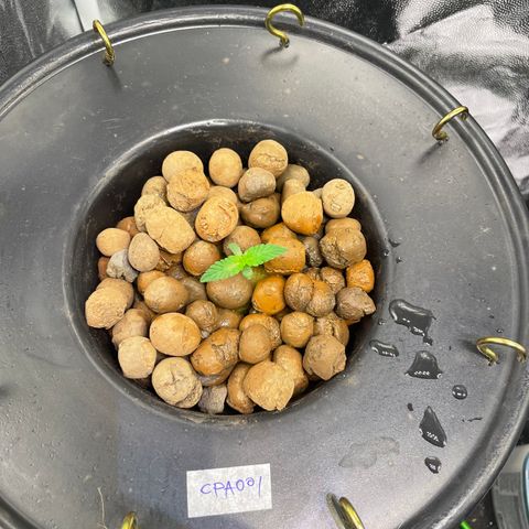 CPA001 growlog timeline photo