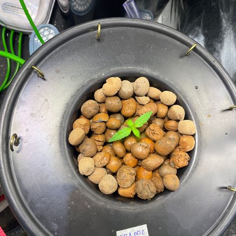 FBA002 growlog timeline photo