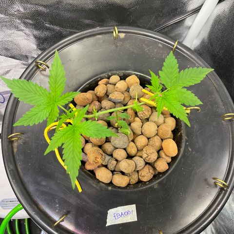 FBA001 growlog timeline photo