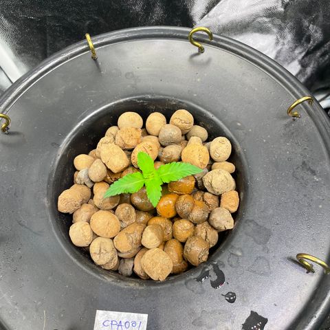 CPA001 growlog timeline photo