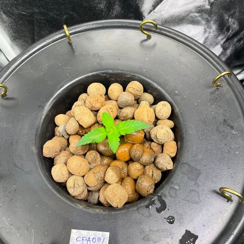 CPA001 growlog timeline photo