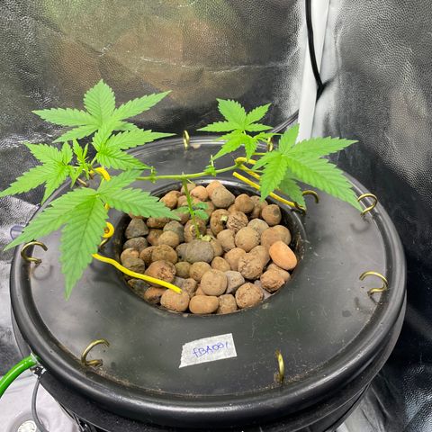FBA001 growlog timeline photo