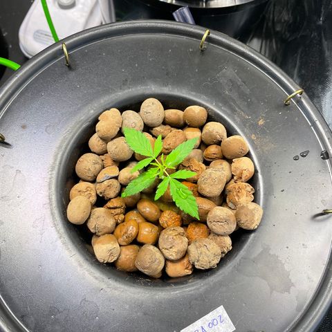 FBA002 growlog timeline photo