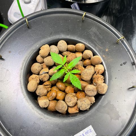 FBA002 growlog timeline photo