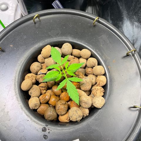 FBA002 growlog timeline photo