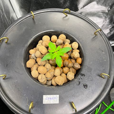 CPA001 growlog timeline photo