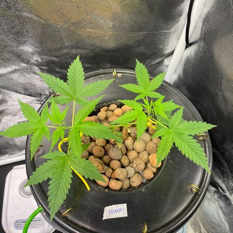 FBA001 growlog timeline photo