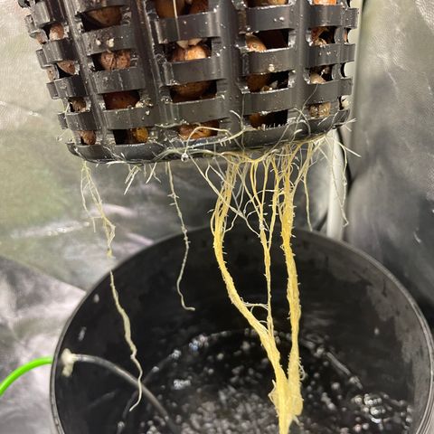 FBA001 growlog timeline photo