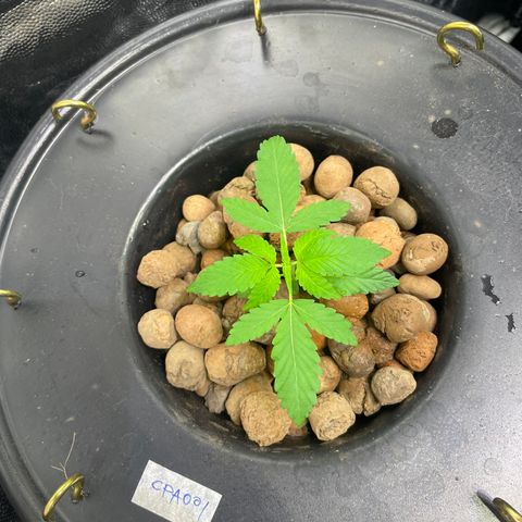CPA001 growlog timeline photo