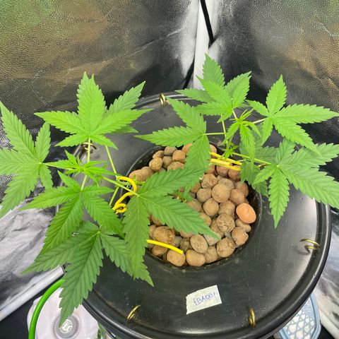 FBA001 growlog timeline photo