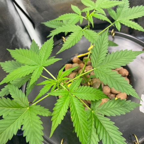 FBA001 growlog timeline photo