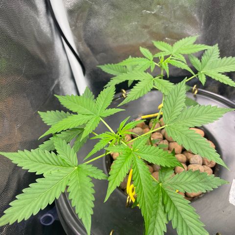 FBA001 growlog timeline photo