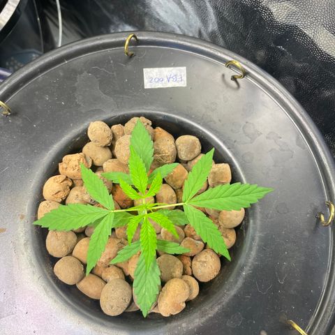 FBA002 growlog timeline photo
