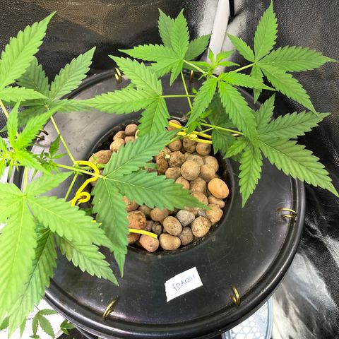 FBA001 growlog timeline photo