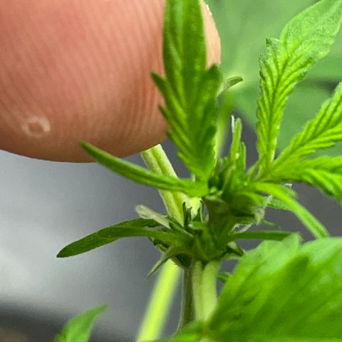 FBA001 growlog timeline photo