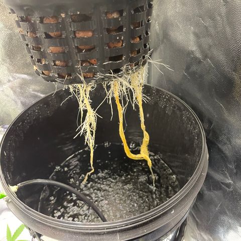 FBA001 growlog timeline photo