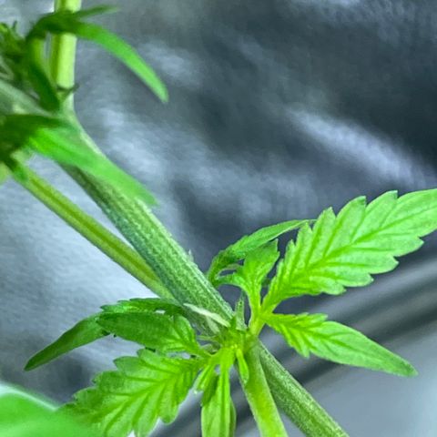 FBA001 growlog timeline photo