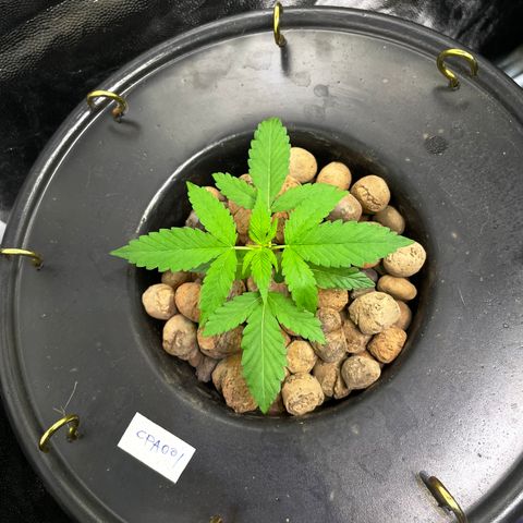 CPA001 growlog timeline photo