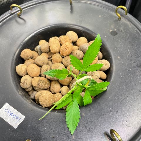 CPA001 growlog timeline photo