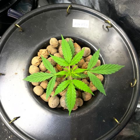 FBA002 growlog timeline photo