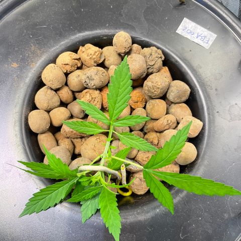 FBA002 growlog timeline photo