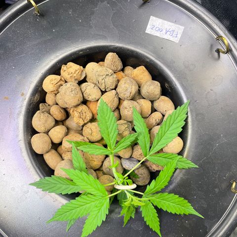 FBA002 growlog timeline photo